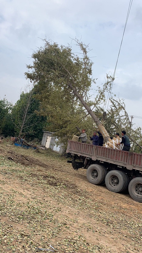 30公分银杏树的装车现场(图2)