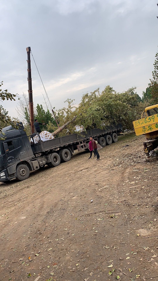 30公分银杏树的装车现场(图3)