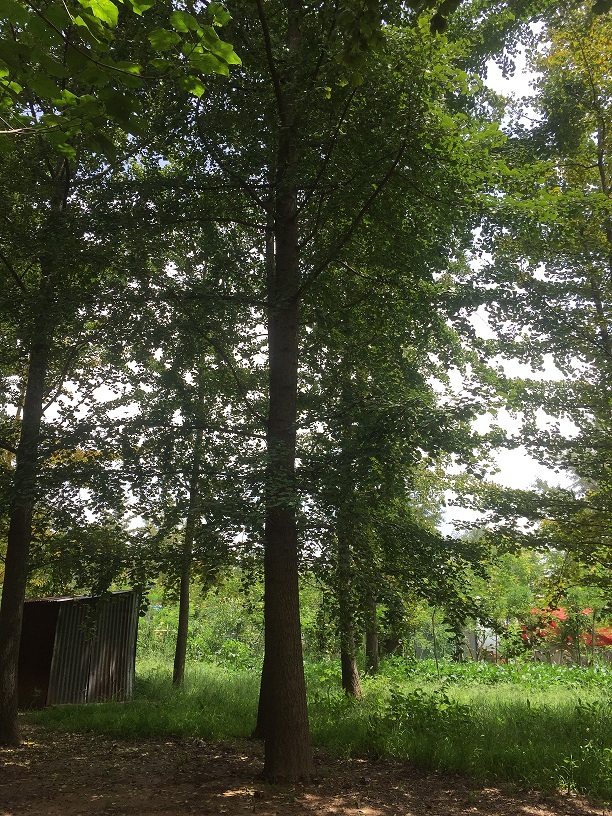 栽植银杏树需要注意什么？(图2)