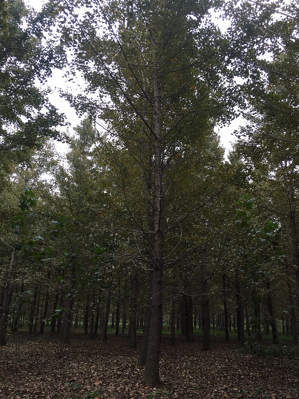 泗阳客户采购的30公分银杏树(图3)