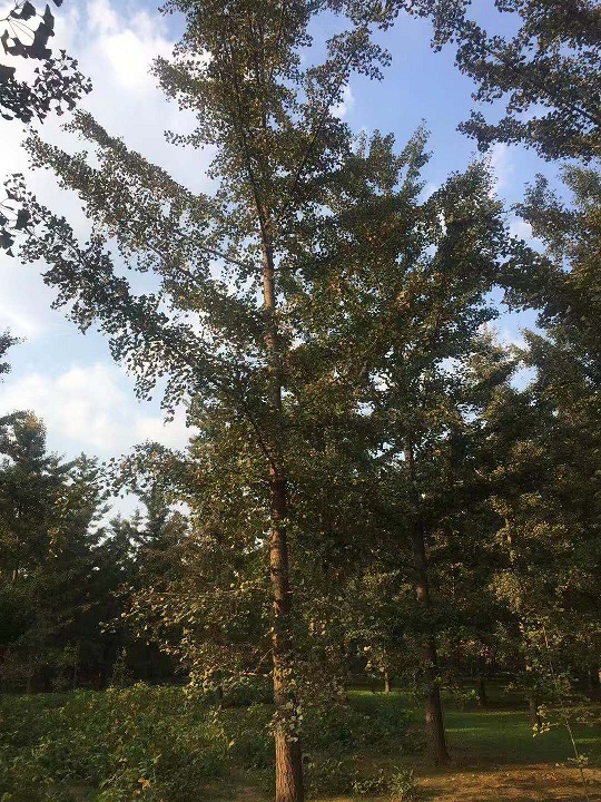 银杏树主要分布在哪里？(图2)