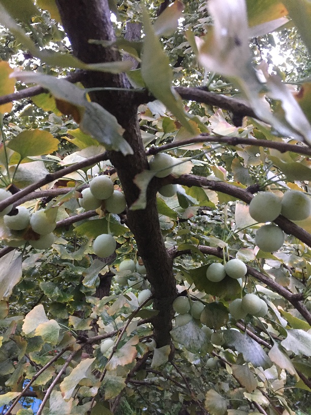 银杏树实生苗挂果谁惹的祸？