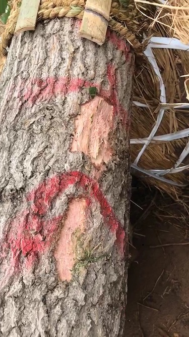 我们该如何处理银杏树剥皮呢?