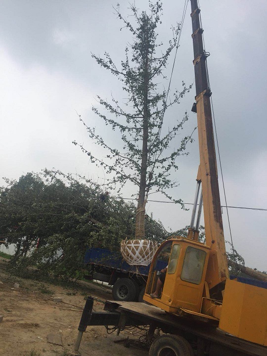 如何避免银杏树土球散球呢？