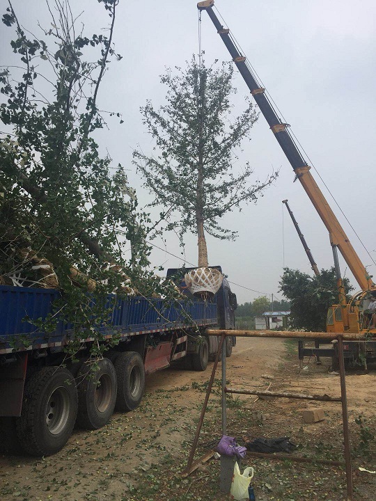 如何避免银杏树土球散球呢？(图2)