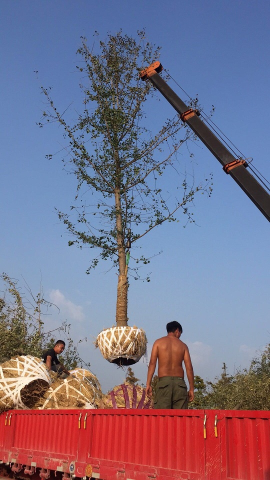 选择银杏树作为绿化树种的理由有哪些？