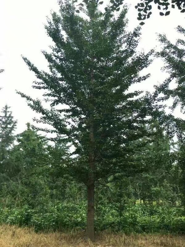 选择银杏树作为绿化树种的理由有哪些？(图3)