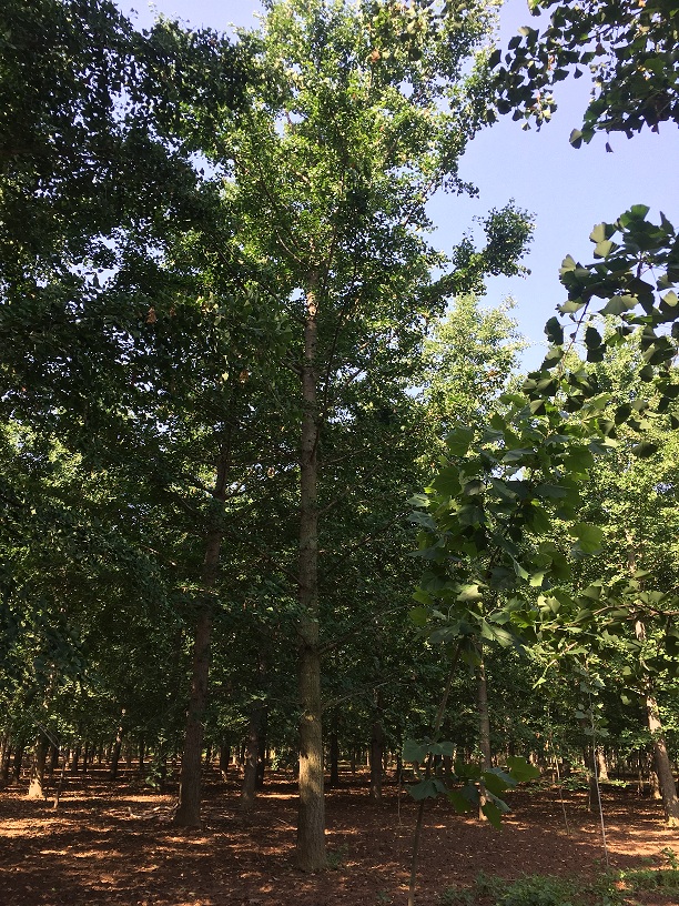 夏季银杏树的管理关键需要注意什么?(图2) 夏季银杏树的管理关键需要注意什么?(图2)