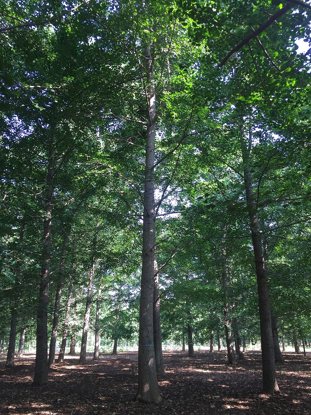 夏季银杏树的管理关键需要注意什么？