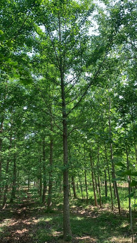 16公分银杏树价格山东货源(图2)