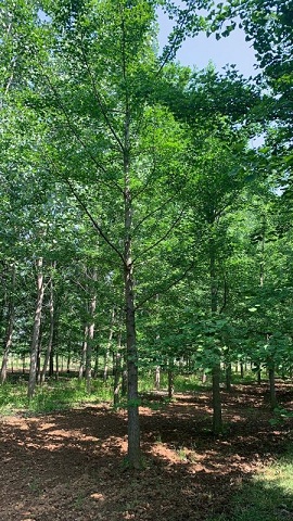 16公分银杏树价格山东货源