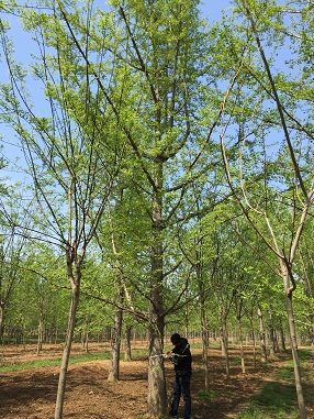 有关银杏树报价那点事