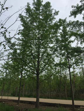 哪里盛产银杏树？