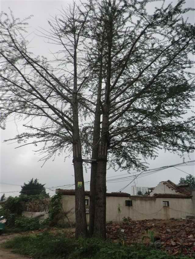 丛生银杏树(图1)