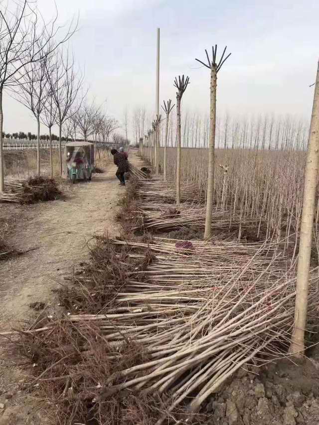 银杏树小苗(图1)