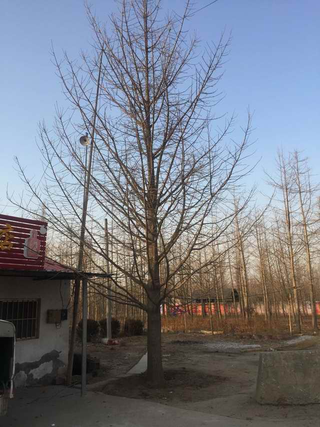 银杏树一级树形(图1)