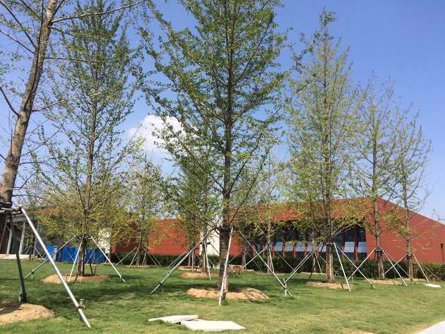 山东凤成银杏苗圃场