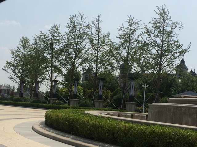 山东凤成银杏苗圃场