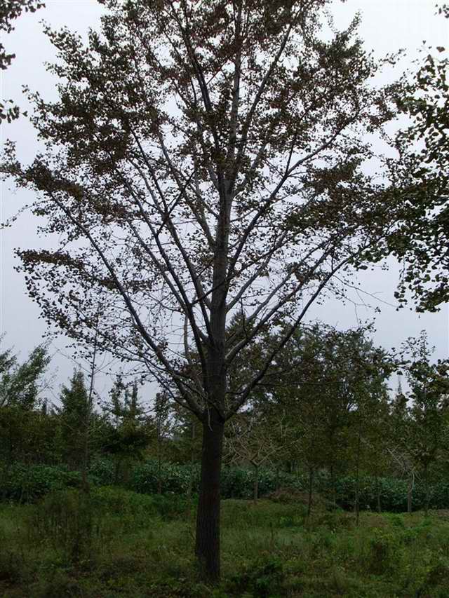 秋天银杏树实拍(图1)