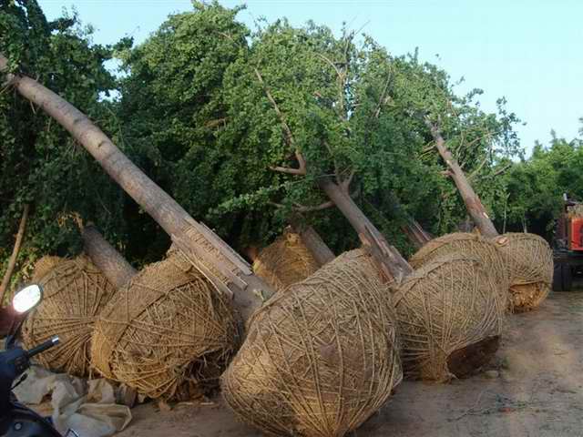 山东凤成银杏苗圃场