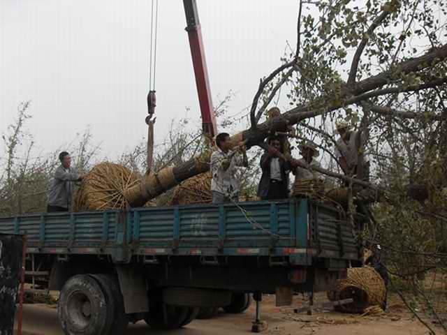 山东凤成银杏苗圃场