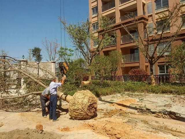 山东凤成银杏苗圃场