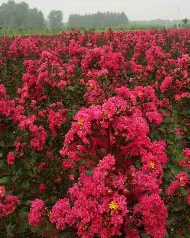 红火球紫薇-凤成银杏(图1)