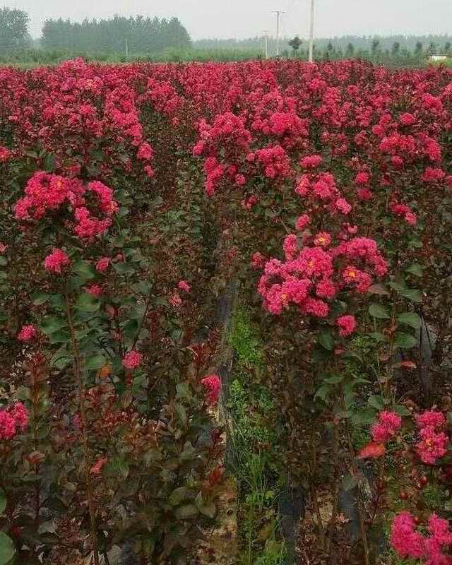 红火箭紫薇-凤成苗圃