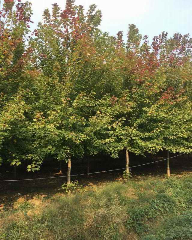 美国红枫—凤成苗圃